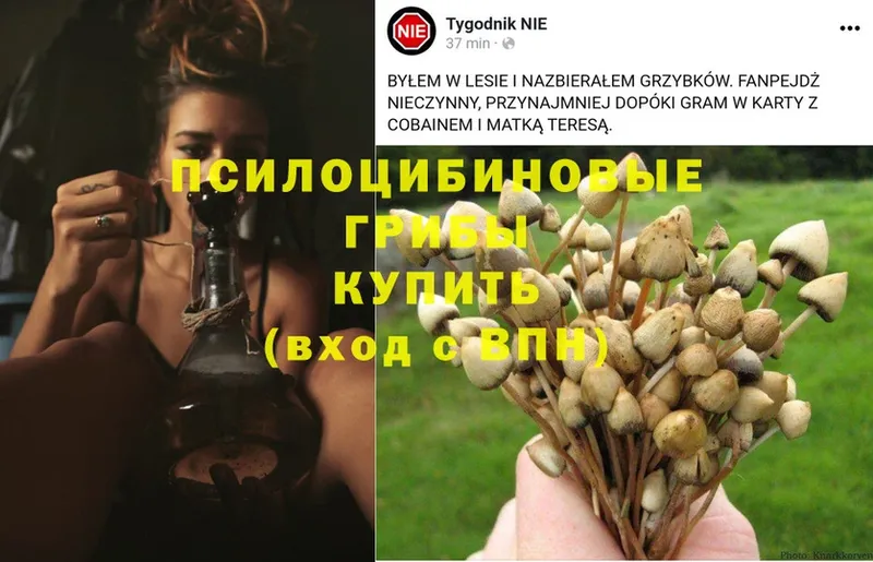 Галлюциногенные грибы Psilocybe  Гаврилов Посад 